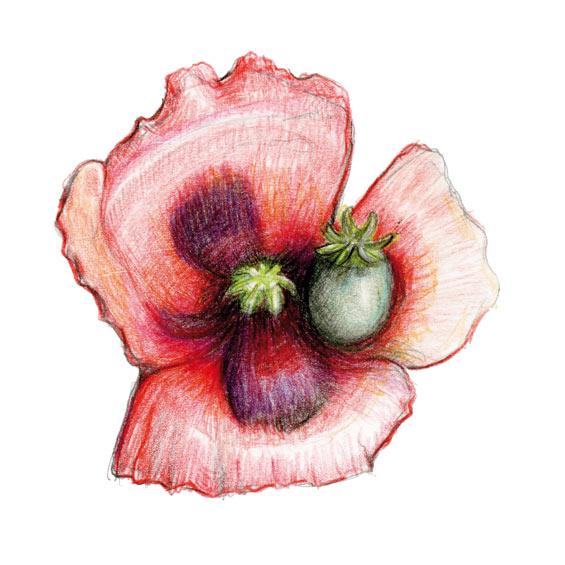 05_mohn